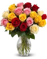 18 Rainbow Roses