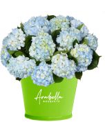 12 Blue Hydrangea