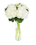 5 White Hydrangea
