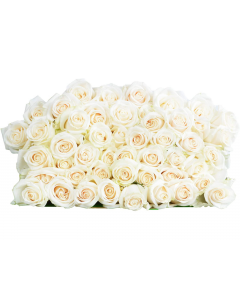 50 White Roses