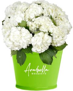 12 White Hydrangea 