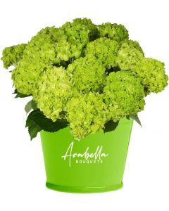 20 Emeral Green Hydrangea
