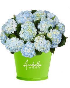 12 Blue Hydrangea