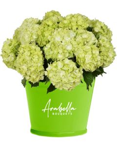 20 Lime Green Hydrangea