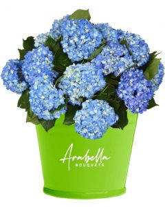 20 Shocking Blue Hydrangea