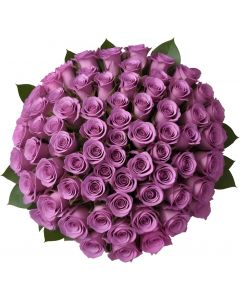 100 Purple Roses