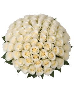 100 White Roses