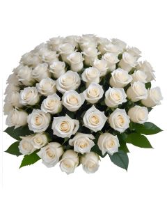 50 White Roses