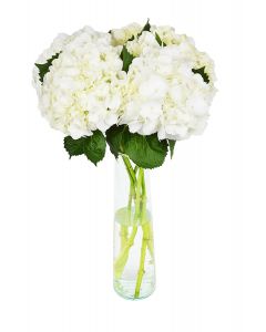 5 White Hydrangea