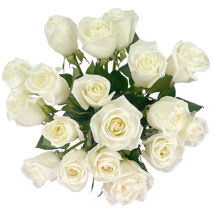 Pick Your Own Delivery Date | 50 White Roses Bulk Fresh Flowers | Designed by Arabella Bouquets | Farm Fresh Cut Flowers, Gifts for Birthday