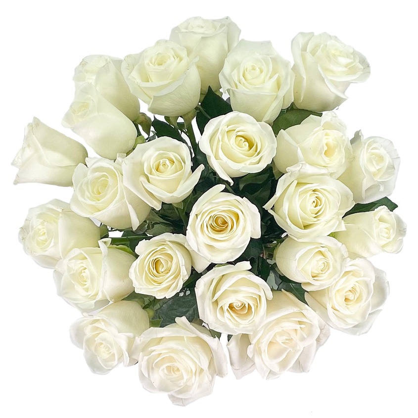 Arabella Bouquets Farm Direct Fresh Cut 12 White Hydrangea (Fresh-Cut Flowers, White)